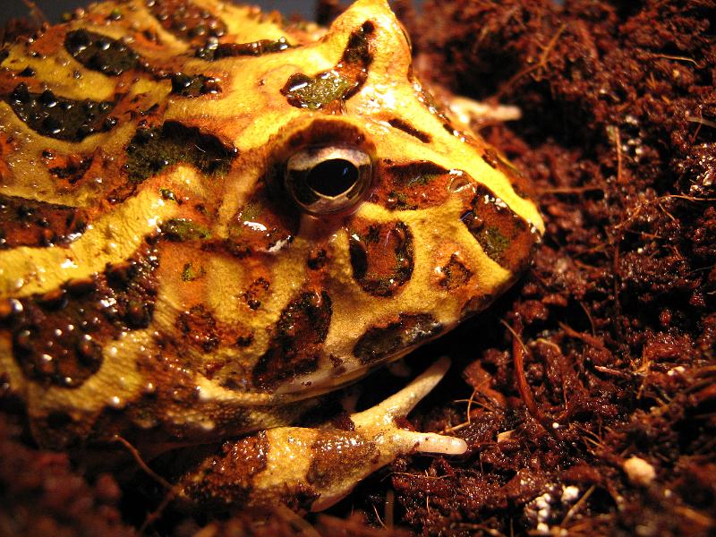 007 - Ceratophrys cranwelli.jpg